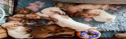 Cocker Spaniel dogs for sale: Beautiful Cocker spaniel puppies  in Driffield - Advert 9