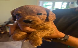 Cavapoo dogs for sale: Gorgeous Cavapoo's 2 available  - Image 27