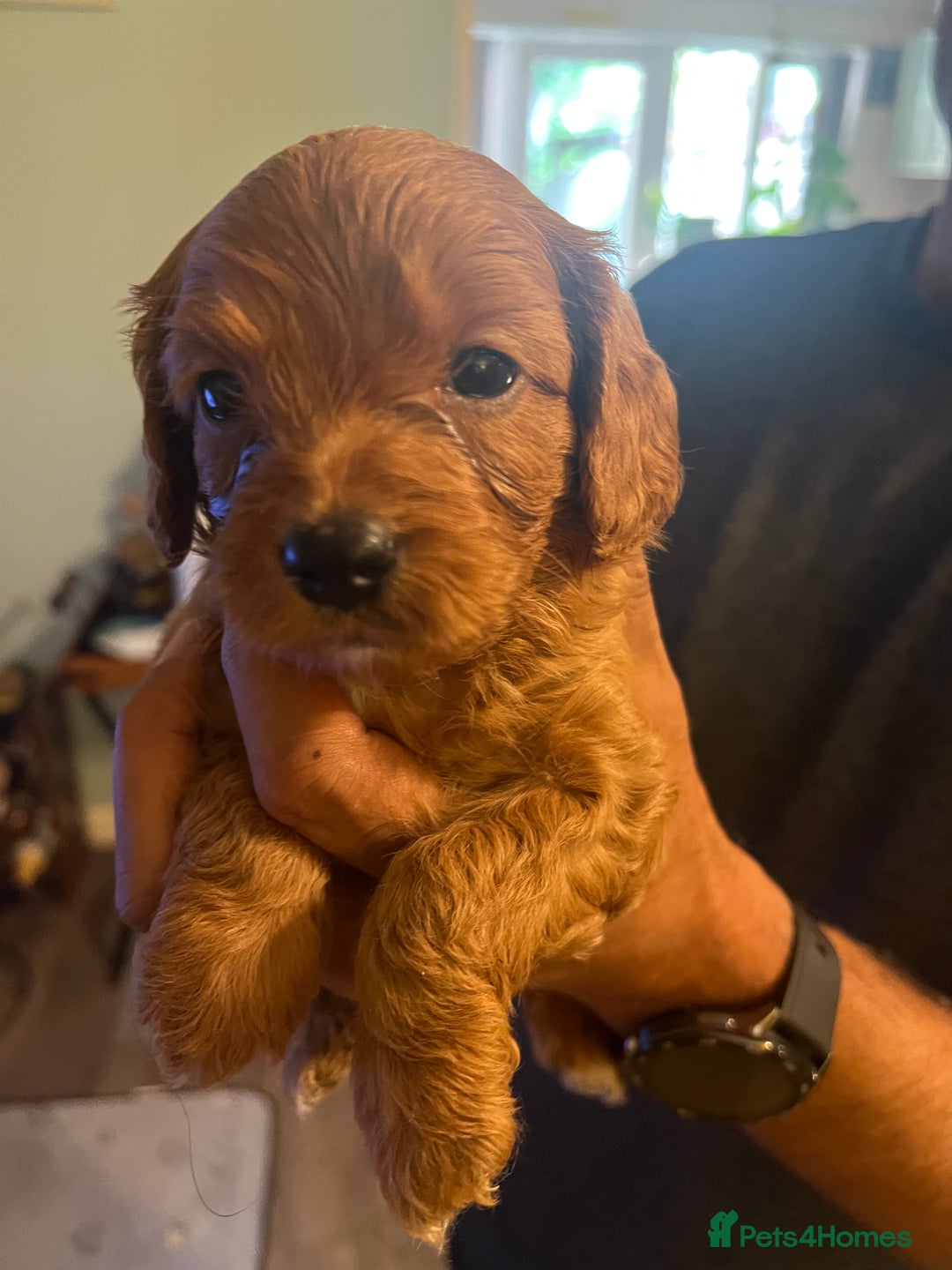 Cavapoo dogs for sale: Gorgeous Cavapoo's 2 available  - Image 27