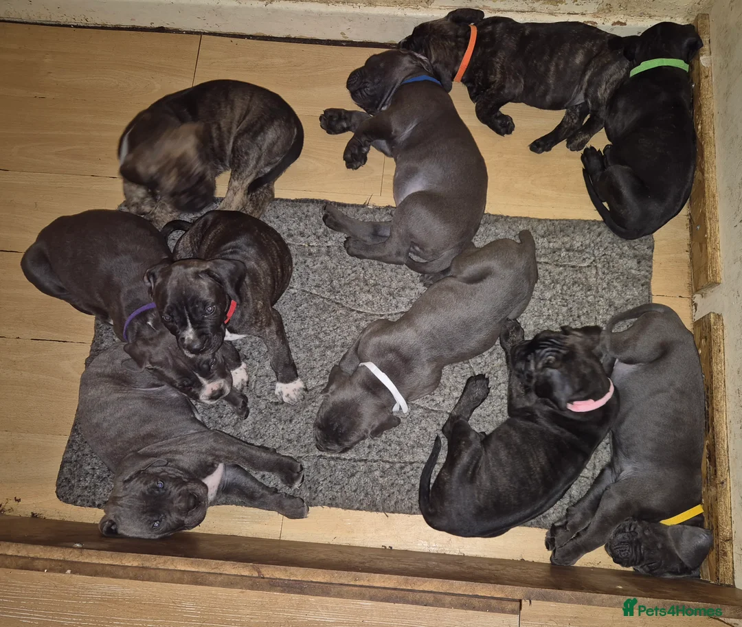 Cane Corso dogs for sale: Cane Corso Puppies for sale in Daventry - Advert 12