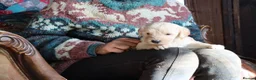 Labradoodle dogs for sale: Beautiful Third-Generation Labradoodle Puppie - Advert 5