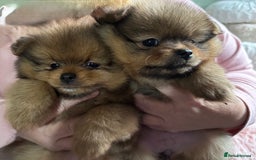 Pomeranian dogs for sale: Adorable Pomeranian Puppies – Orange Sable - Image 4