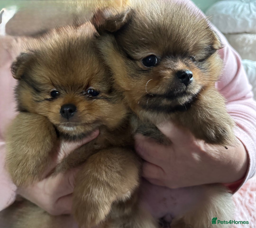 Pomeranian dogs for sale: Adorable Pomeranian Puppies – Orange Sable - Image 4