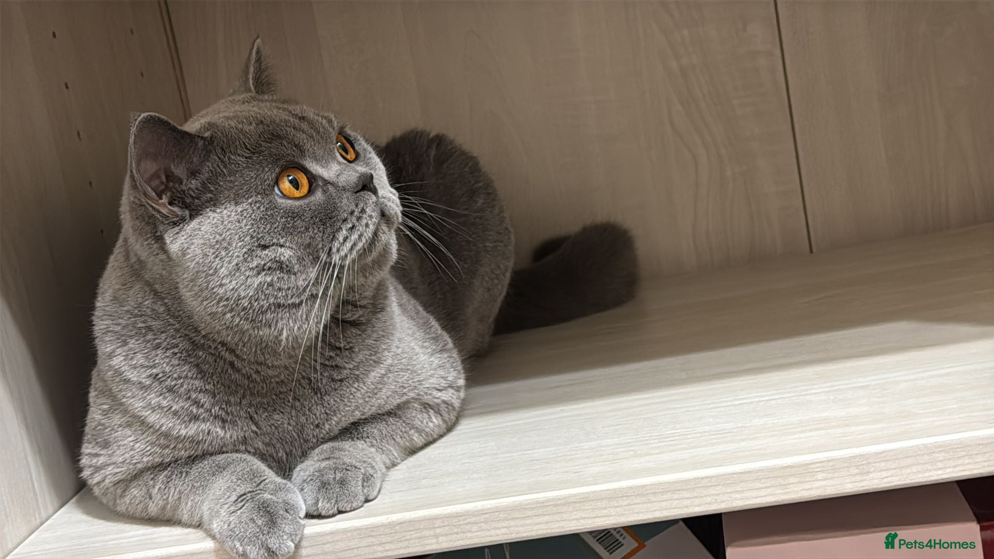 British Shorthair cats for sale: Beautiful Male Cat – Loving Home Needed - Advert 2