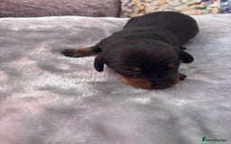 Miniature Dachshund dogs for sale: Miniature dachshund smooth hair pups  - Image 9