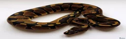 Python Snake reptiles for sale: Male and Female Ball Pythons - Advert 4