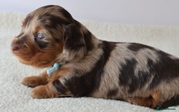 Miniature Dachshund dogs for sale: 5StarsLicensed+LongHaired+KC+PRAClear+VetChecked - Image 8