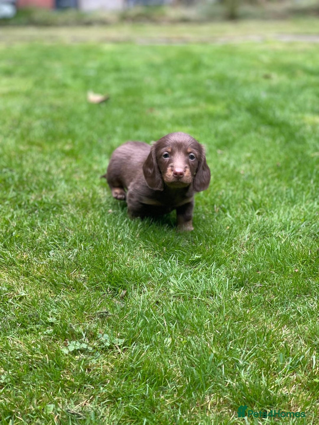 Miniature Dachshund dogs for sale: Kc Reg Long Haired Miniture Dachshund Puppies - Image 17