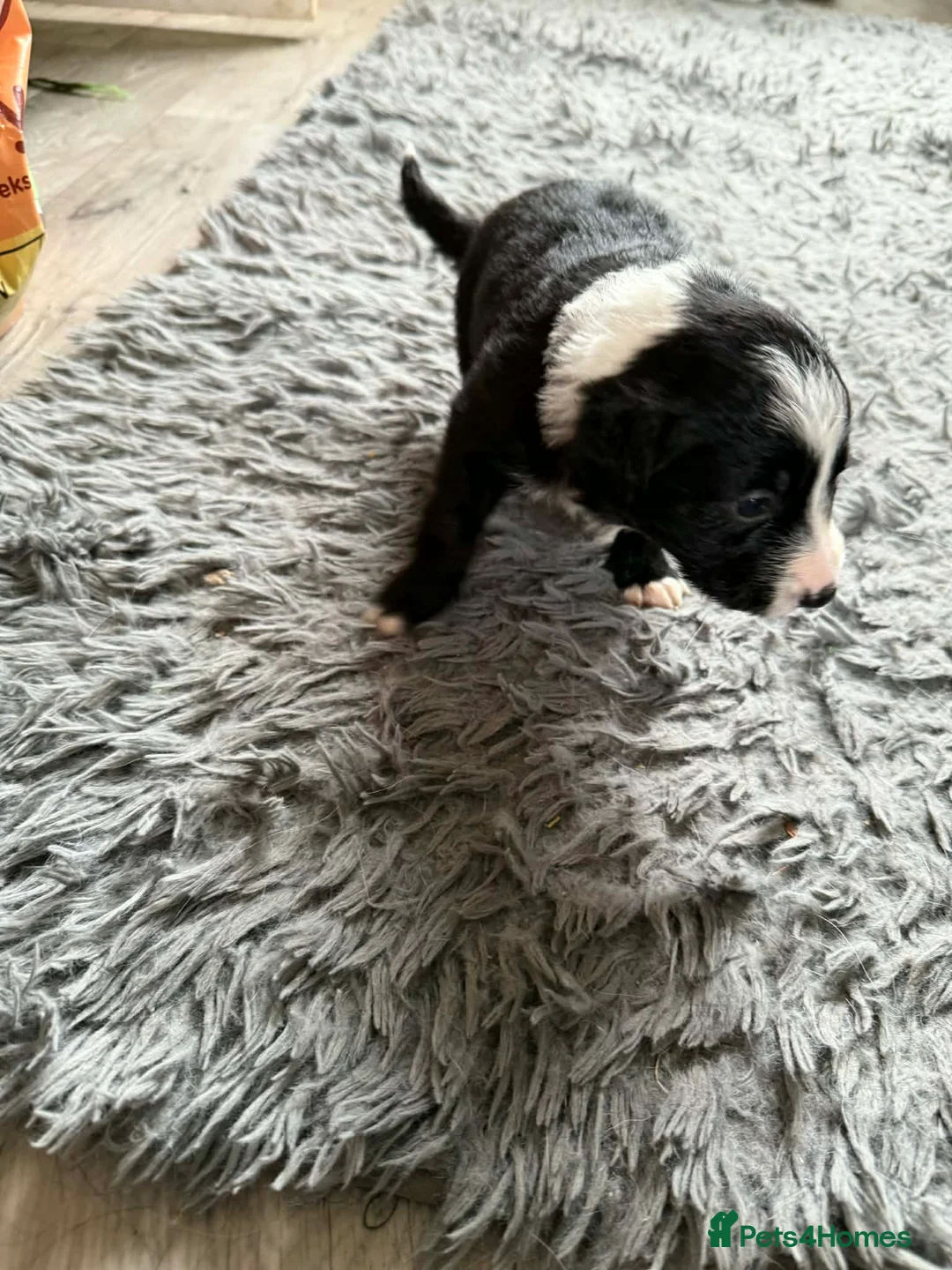 Border Collie dogs for sale: Beautiful border collie pups  - Advert 2