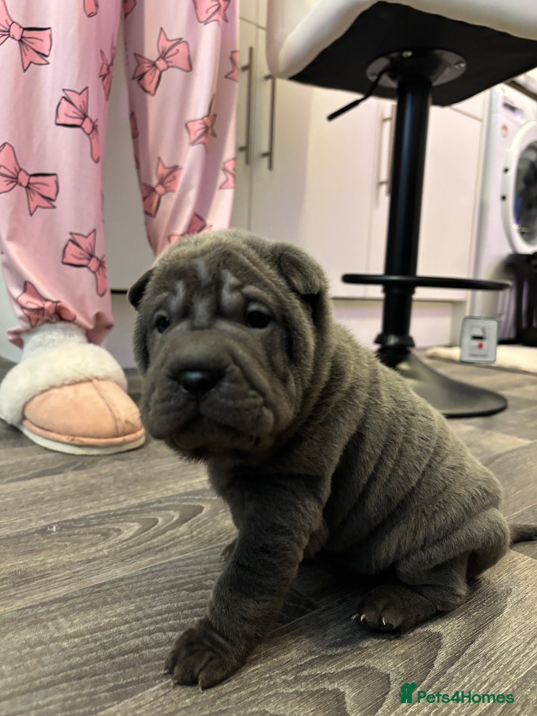 Shar Pei dogs for sale: Shar pei puppies - Advert 7