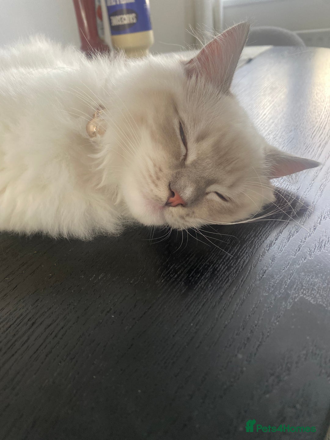 Ragdoll cats for sale: Handsome Ragdoll boy - Image 4