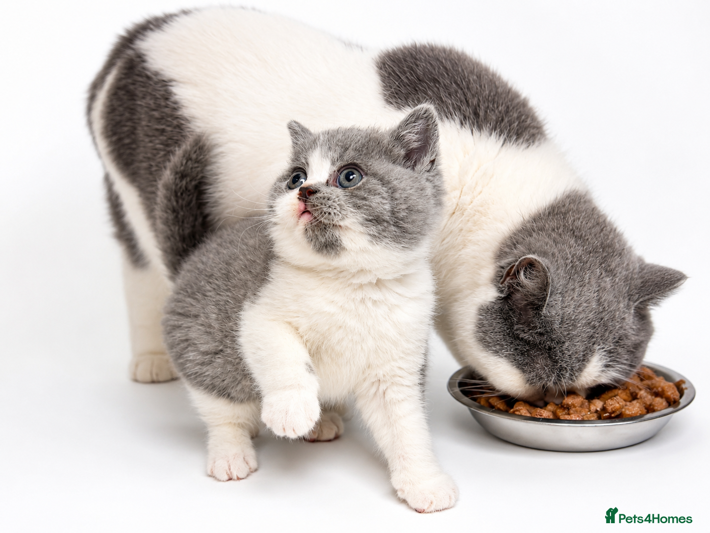 British Shorthair cats Full Pedigree/Registered BSH from £995 - Advert 2