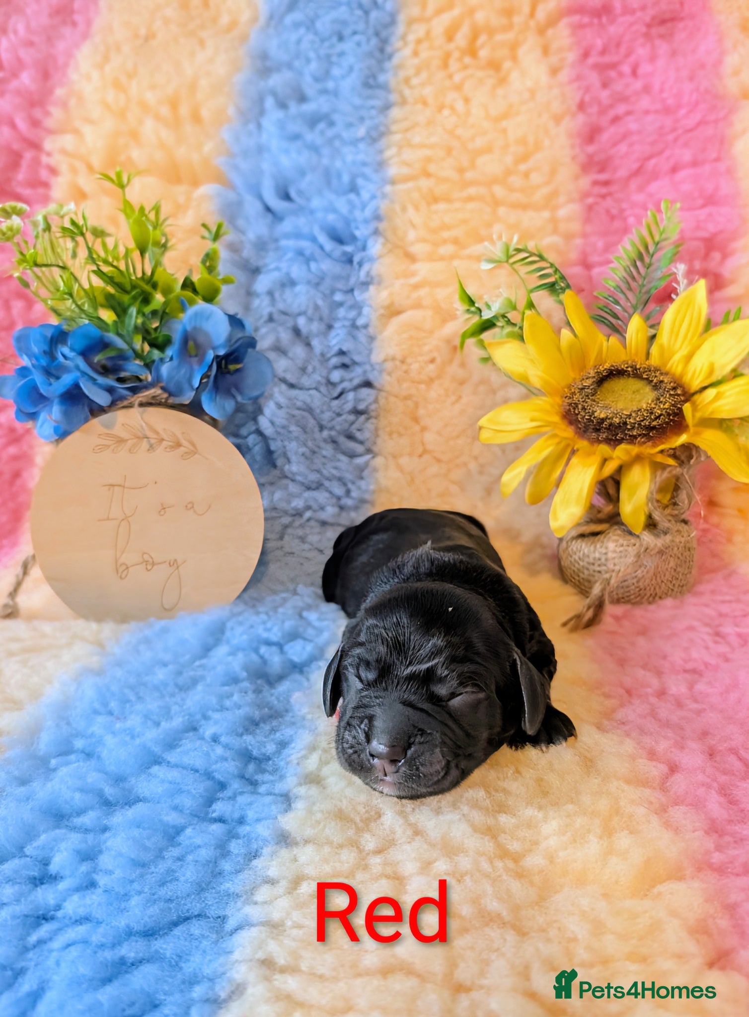 Cocker Spaniel dogs Our stunning cocker pups have arrived! - Advert 11