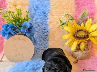 Cocker Spaniel dogs Our stunning cocker pups have arrived! - Advert 11