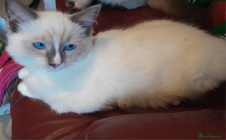 Ragdoll cats - Advert 8