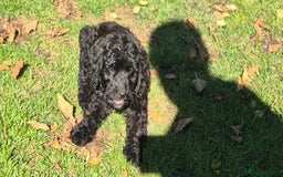 Cockapoo dogs for sale: Cockapoo pups - Image 17