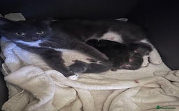 Mixed Breed cats for sale: 😻🐱Meet our adorable Little Princess - Image 9