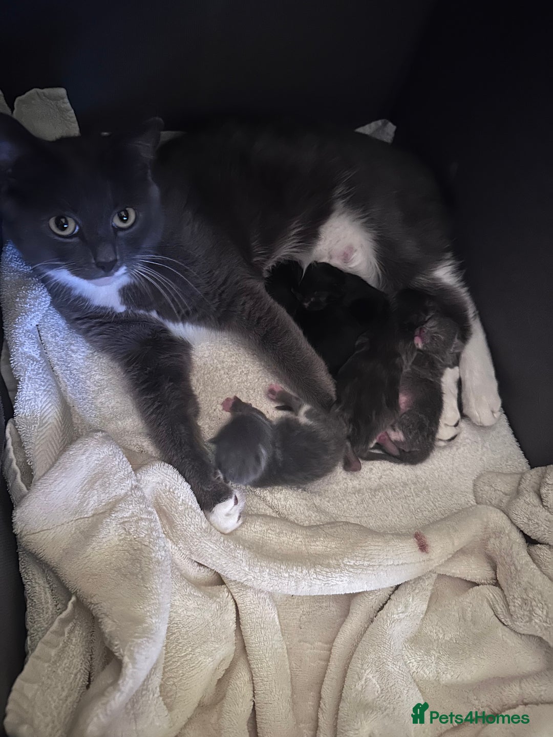Mixed Breed cats for sale: 😻🐱Meet our adorable Little Princess - Image 9