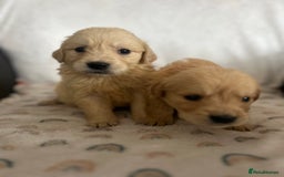 Golden Retriever dogs for sale: Beautiful golden retriever litter 🐶⭐️ - Image 23