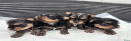 Yorkshire Terrier dogs for sale: Puree Yorkshire Terriers in Tewkesbury - Advert 3
