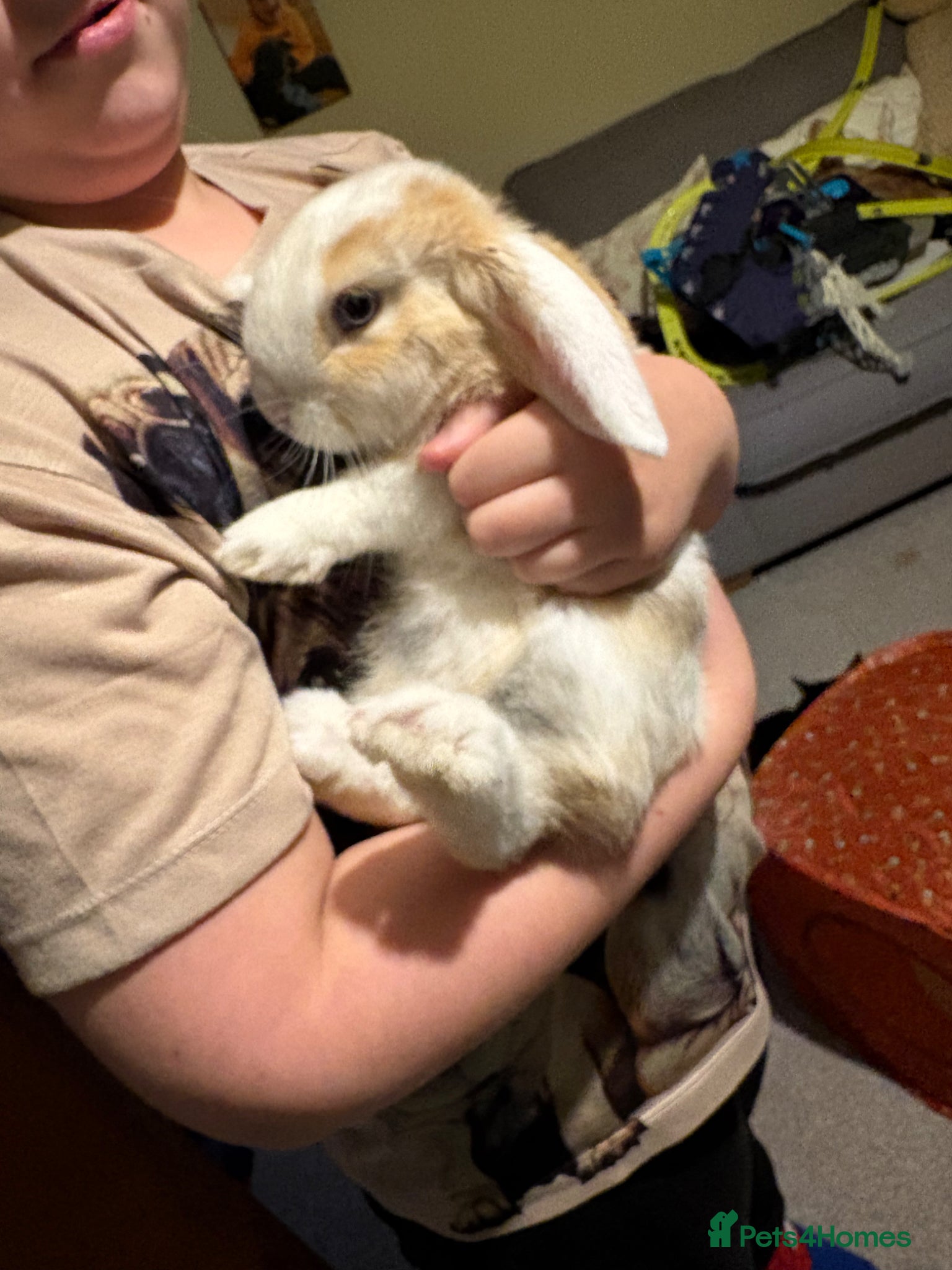 Mini Lop rabbits Rabbit needing a home  - Advert 15