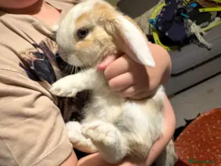 Mini Lop rabbits Rabbit needing a home - Advert 2