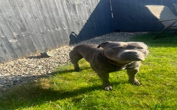 Staffordshire Bull Terrier dogs for stud: DELAMERES BLU THUNDER - Sully in Newton-le-Willows - Image 7