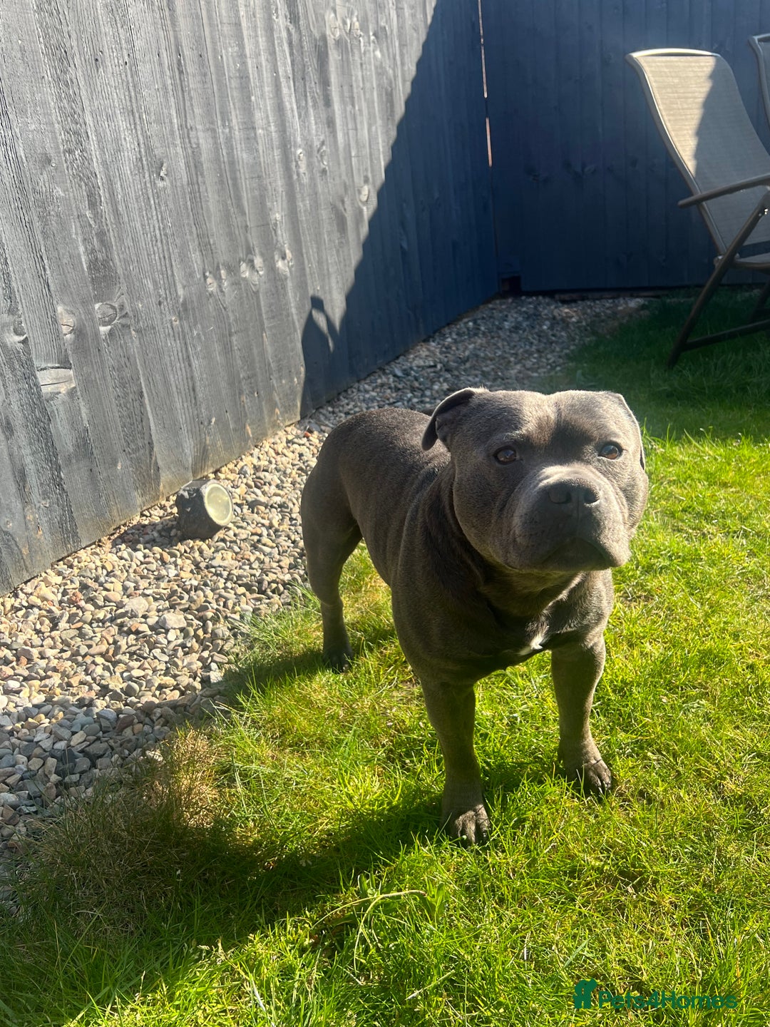 Staffordshire Bull Terrier dogs for stud: DELAMERES BLU THUNDER - Sully in Newton-le-Willows - Image 7