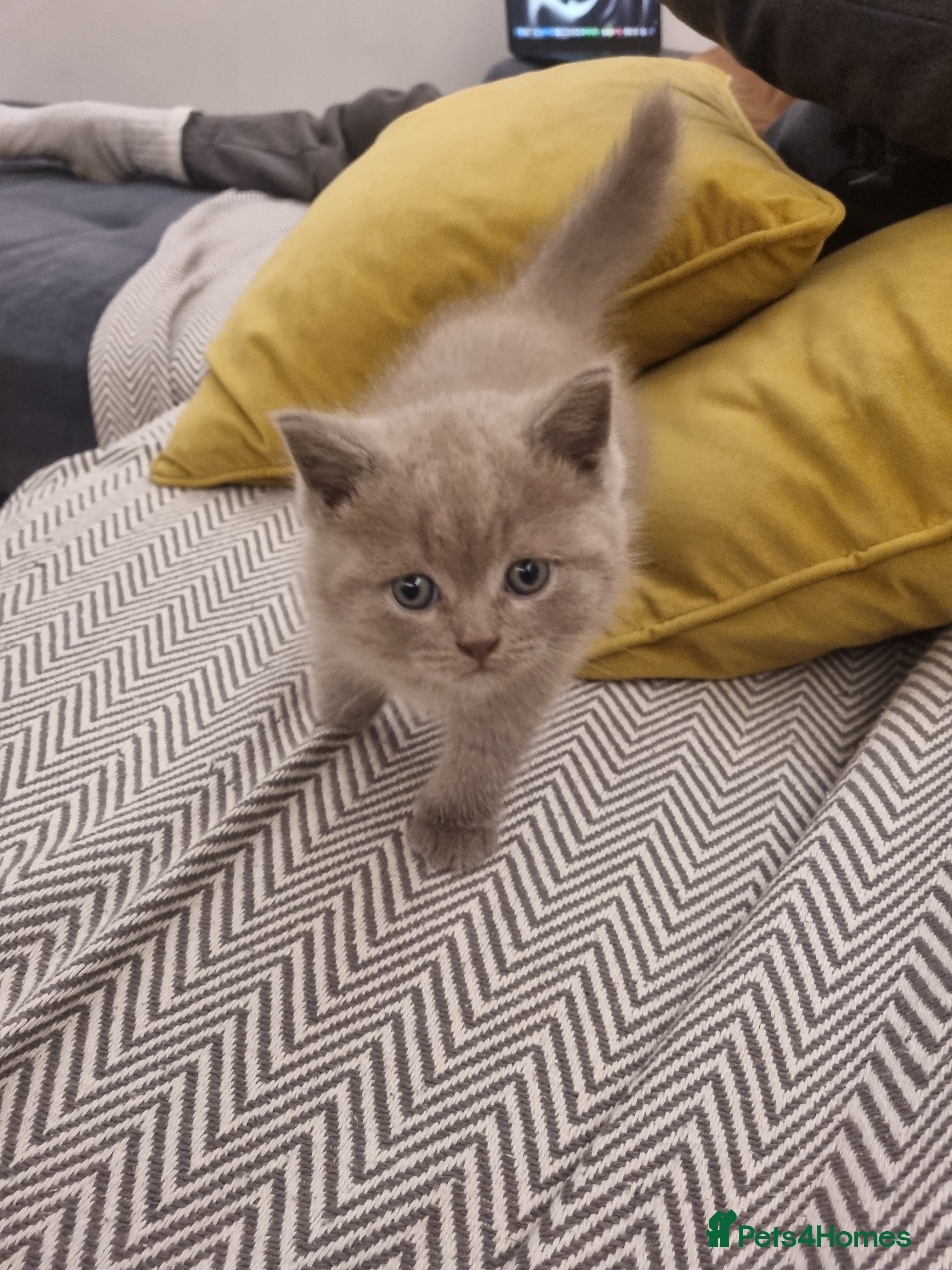 Scottish Fold cats Beautiful Scottish fold kittens  - Advert 7