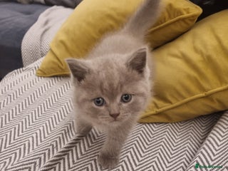 Scottish Fold cats Beautiful Scottish fold kittens - Advert 3