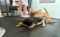 Mixed Breed dogs for sale: FrenchieXPomeranian  - Image 18