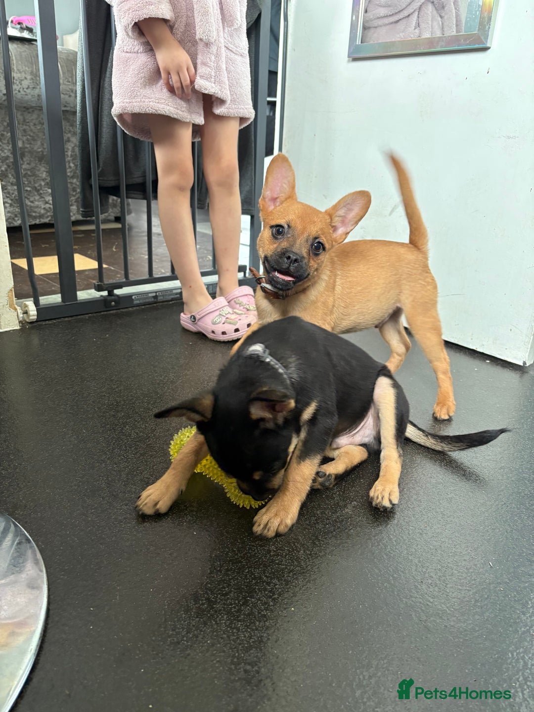 Mixed Breed dogs for sale: FrenchieXPomeranian  - Image 18