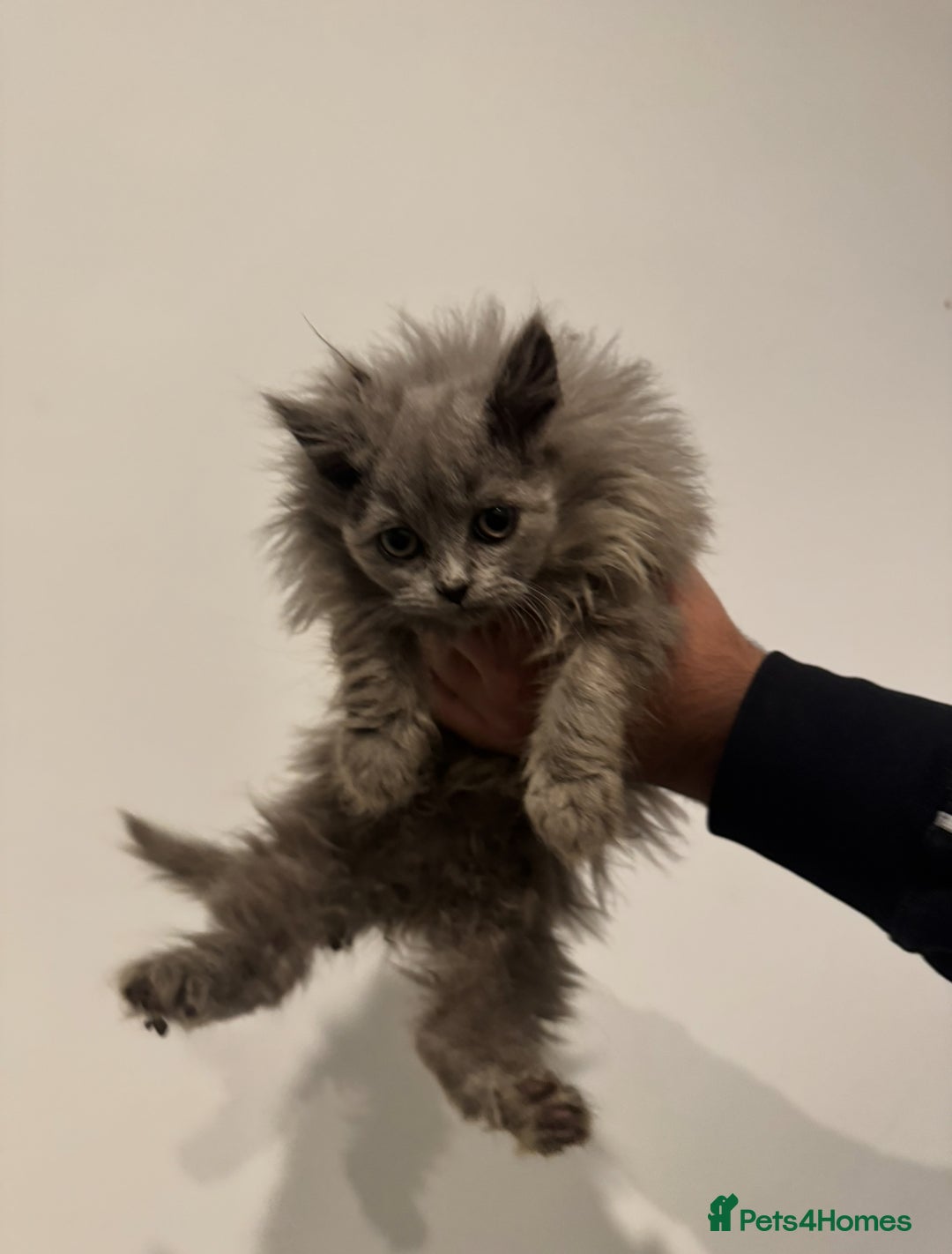 British Longhair cats for sale: Adorable British Longhair Kittens Ready Now! - Advert 9