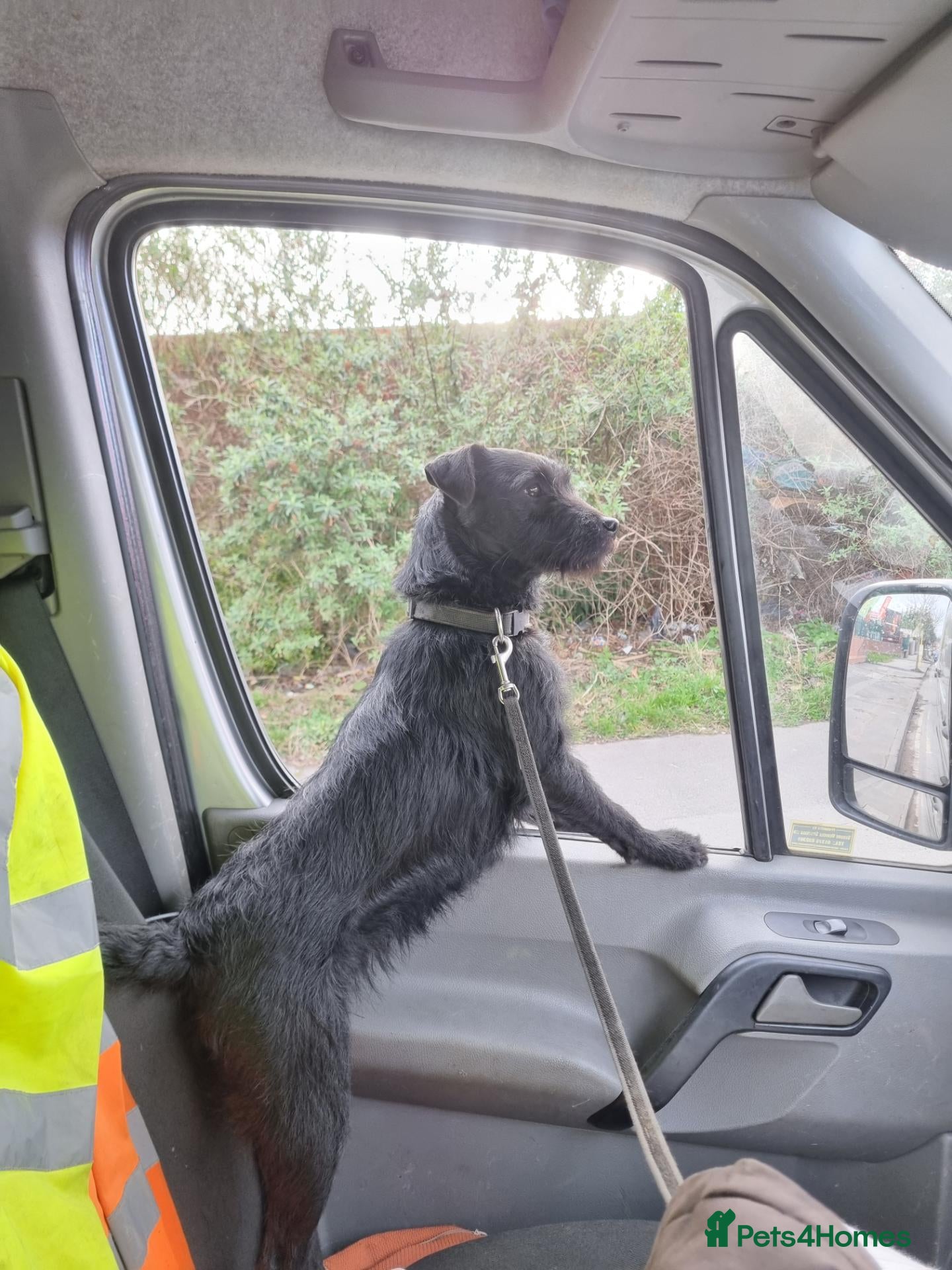 Patterdale Terrier dogs Patterdale  - Advert 8