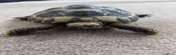 Hermann Tortoise reptiles for sale: Bubbles the Tortoise  - Advert 3
