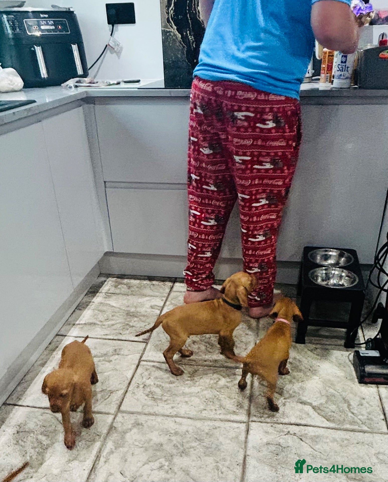 Hungarian Vizsla dogs KC Stunning Hungarian vizsla puppies  - Advert 2