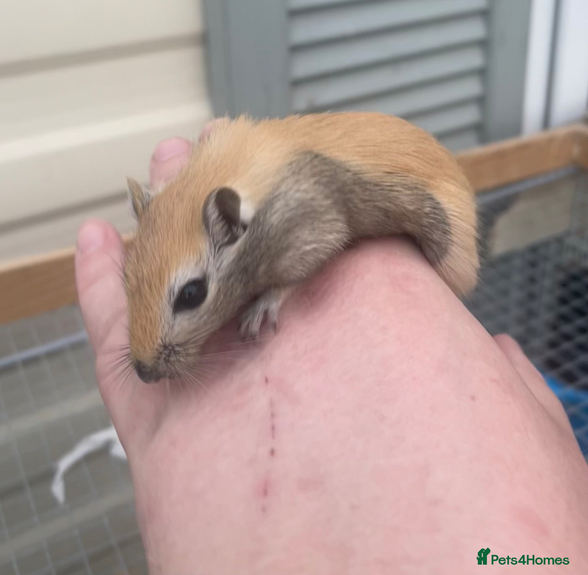 Gerbil rodents Baby Gerbils - Advert 5