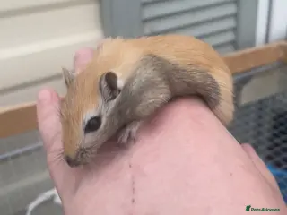 Gerbil rodents Baby Gerbils - Advert 5