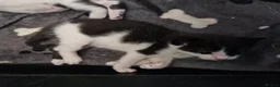 Mixed Breed cats for sale: Beautiful kittens  - Advert 5