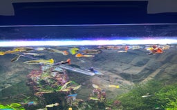 Other/Mixed Breed fish for sale: Guppies - Image 4
