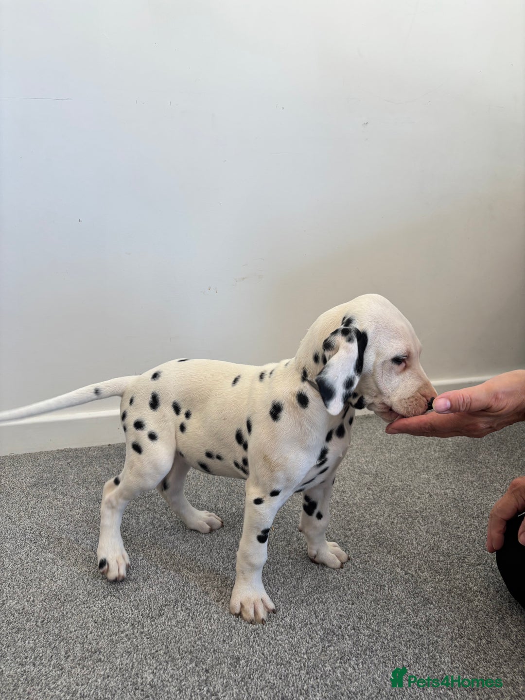 Dalmatian dogs for sale: Dalmatian  - Image 7