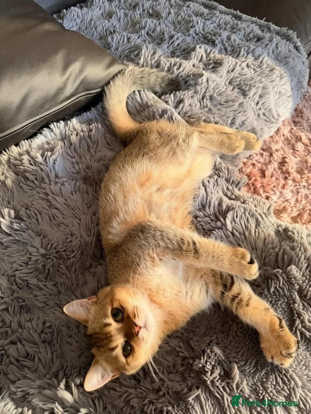 Scottish Fold cats for sale: 1x Male Scottish Straight  in Portsmouth - Advert 4
