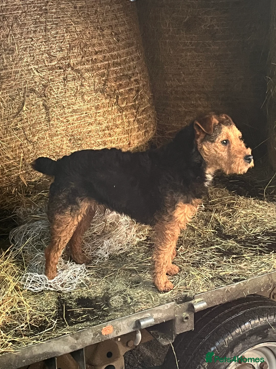 Mixed Breed dogs for sale: lakeland x jack russell  - Advert 2