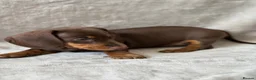 Miniature Dachshund dogs for sale: Chocolate and tan short haired mini dachshund  - Advert 29