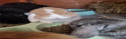 Mini Lop rabbits for sale: Mini lop - Advert 29
