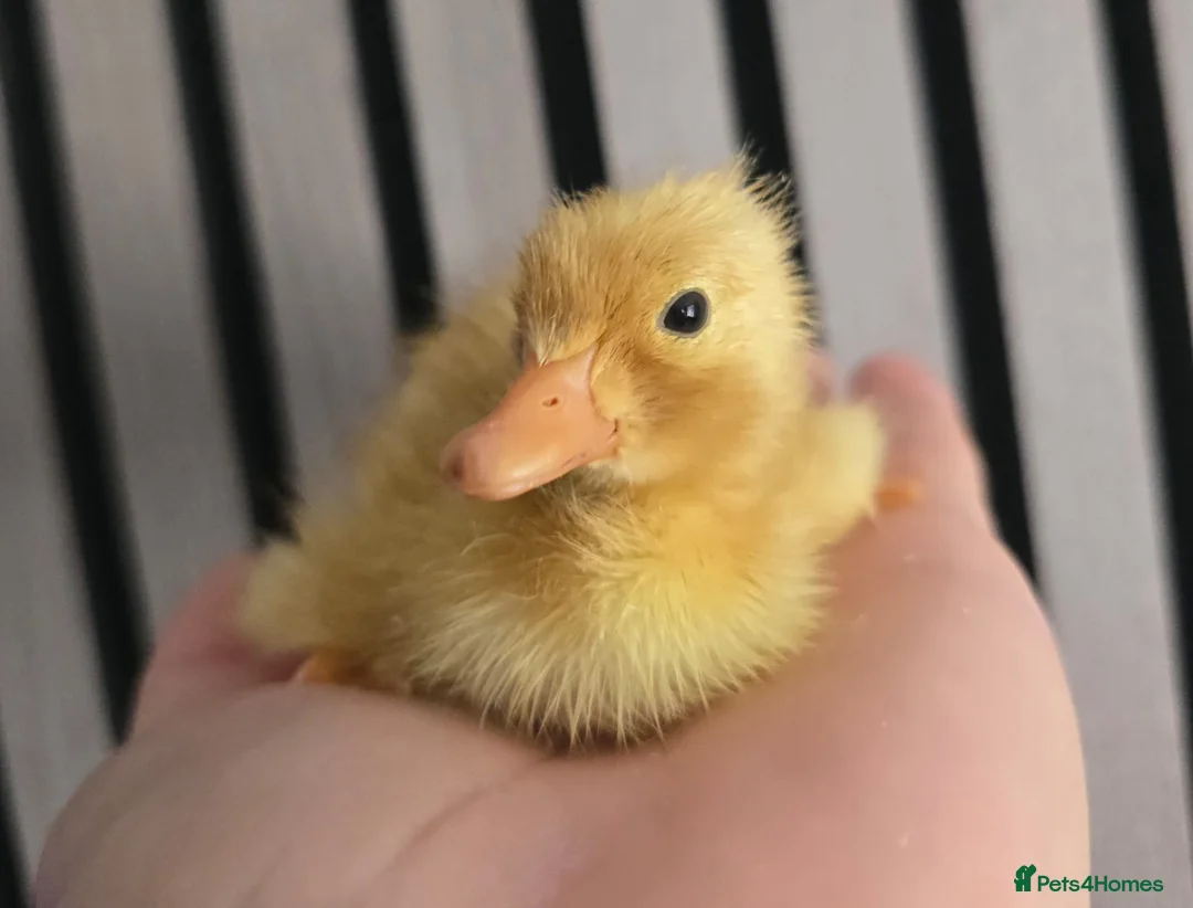 Ducks poultry for sale: Runner ducklings  - Advert 2