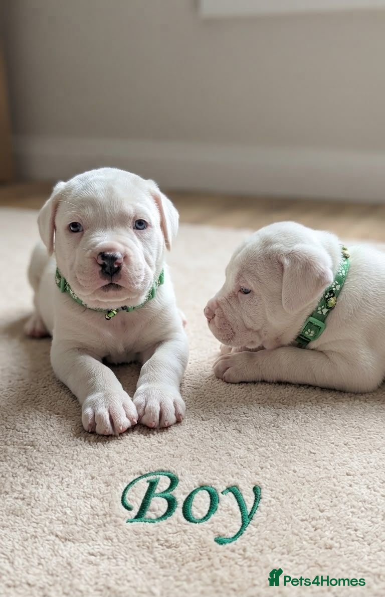 Mixed Breed dogs Stunning Cane Corso Puppoies for Sale - Advert 2