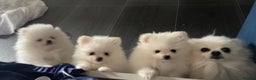 Pomeranian dogs for stud: White Pomeranian KC Registered CHAMPION Bloodlines in Manchester - Advert 16