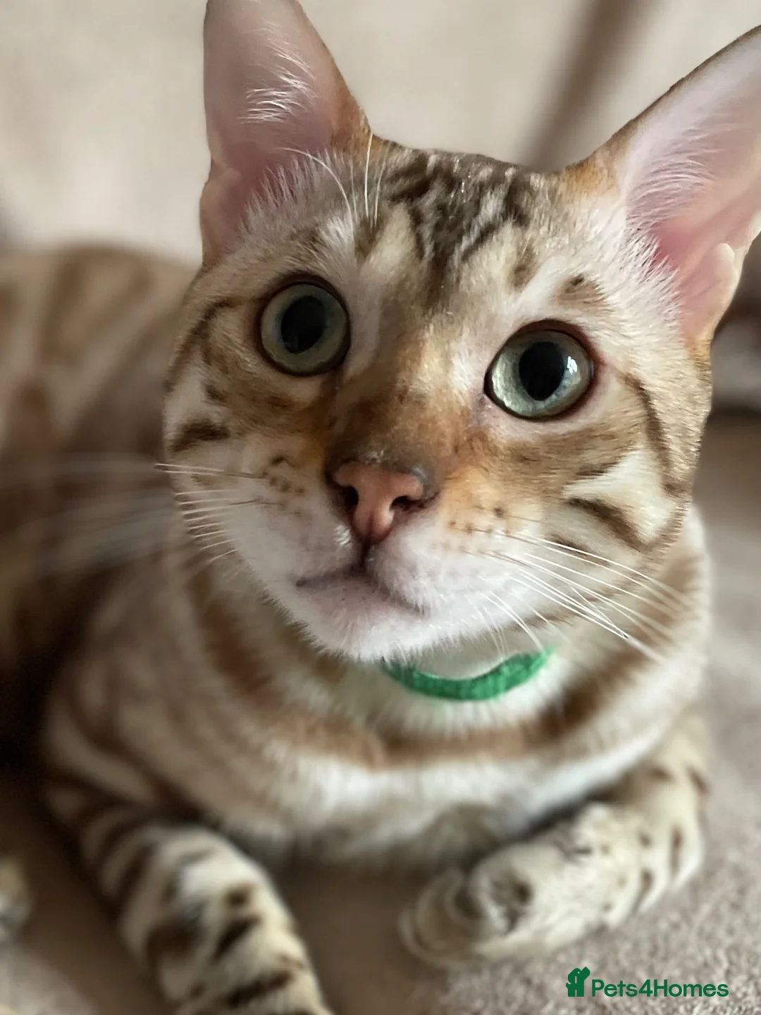 Bengal cats for sale: Perfect TICA pedigree Bengal boys  - Advert 1