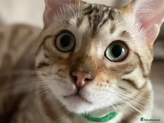 Bengal cats for sale: Perfect TICA pedigree Bengal boys - Advert 3